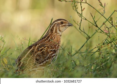 Common Quail Bird