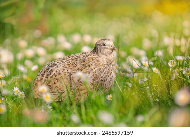 Common quail bird, domestic quails on grass, concept of ecological farm products, - Powered by Shutterstock