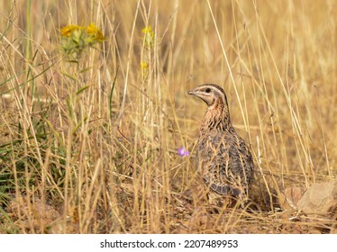 A Common Quail Bird In Dry Plant