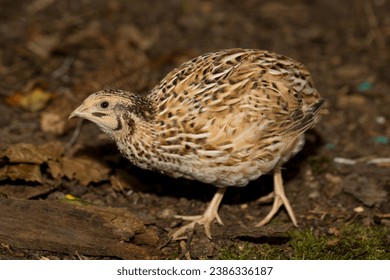 Common quail (Coturnix coturnix), or European quail, is a small ground-nesting game bird in the pheasant family Phasianidae.