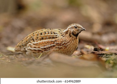 The common quail (Coturnix coturnix) is a small ground-nesting game bird in the pheasant family Phasianidae - Shutterstock ID 614962889