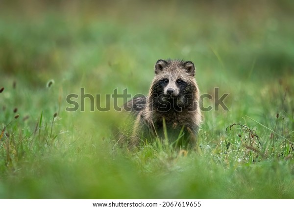 Common raccoon dog\
( Nyctereutes viverrinus\
)