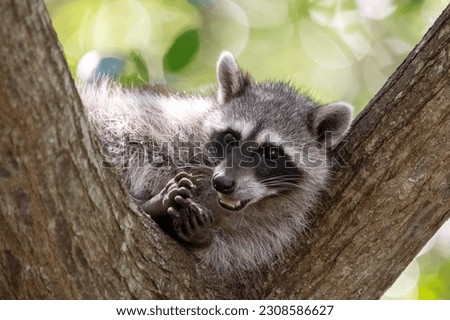 Common raccoon in a tree