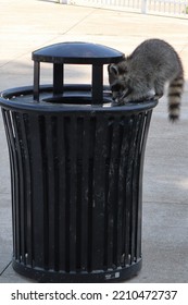 A Common Racoon Scavenging A Public Trash Receptacle.