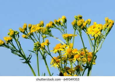 Common Ragwort Stock Photo 649349353 | Shutterstock