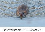 A Common Rat is swimming in a river