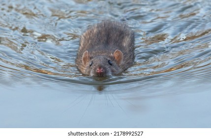 A Common Rat Is Swimming In A River