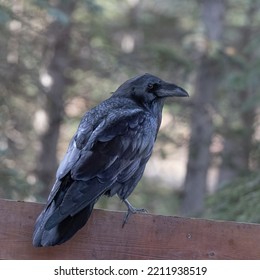 A Common Raven In Alaska