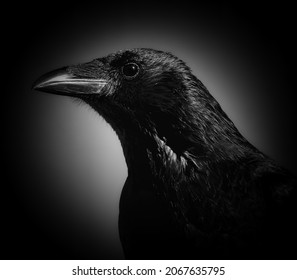 A Common Raven Close Up