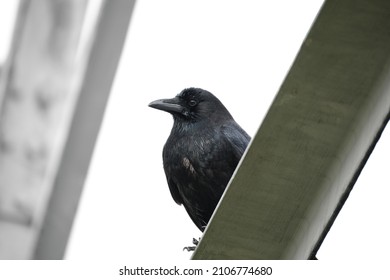 Common Raven Close Up Portrait