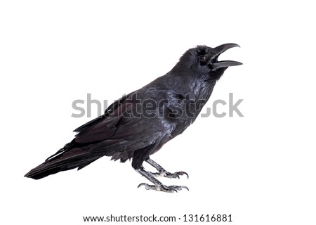 Common Raven (Corvus corax), 28 years old, isolated on white