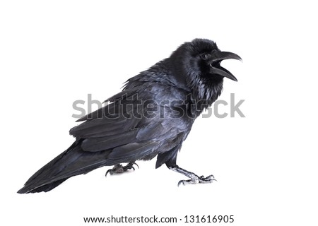 Common Raven (Corvus corax), 28 years old, isolated on white