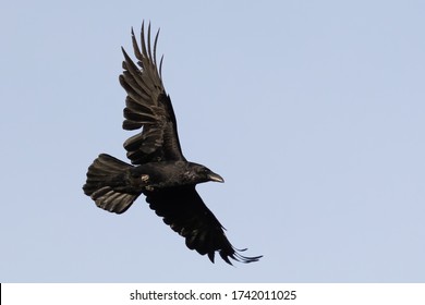 Common raven (Corvus corax) with blue sky background