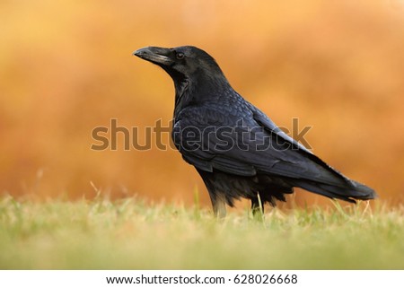 The common raven (Corvus corax), also known as the northern raven, all-black passerine bird. A raven is one of several larger-bodied species of the genus Corvus. evening light, colour background
