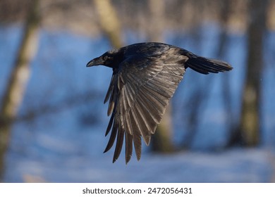 Common raven (Corvus corax) in its natural environment