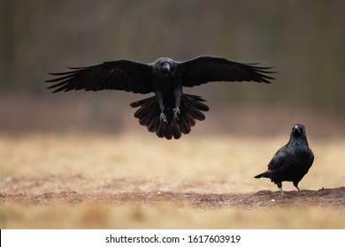 common raven, corvus corax, northern raven