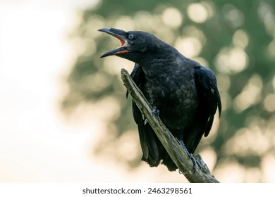 Common Raven (Corvus corax) on a branch, europe. 