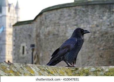 Tower Of London Raven Images Stock Photos Vectors Shutterstock