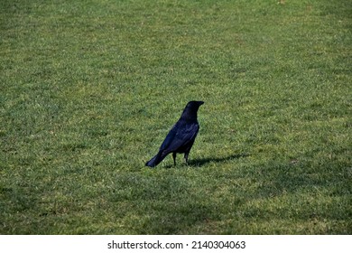 A Common Raven (Corvus Corax) In A Park In Suffolk, UK