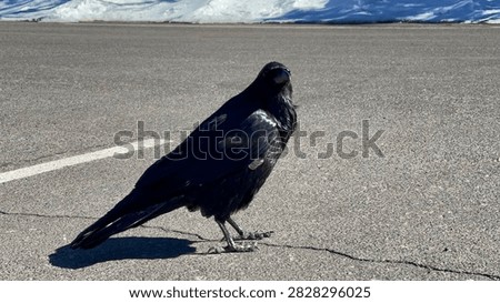 Common Raven (Corvus corax) standing on an asphalt parking lot surface