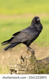 Common raven in the first light of a cold autumn morning on a Mediterranean mountain