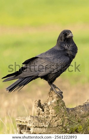 Common raven in the first light of a cold autumn morning on a Mediterranean mountain