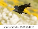 Common raven flying in a high mountain area with bushes with yellow flowers with the last lights of a spring day