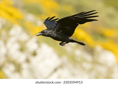 Common raven flying in a high mountain area with bushes with yellow flowers with the last lights of a spring day