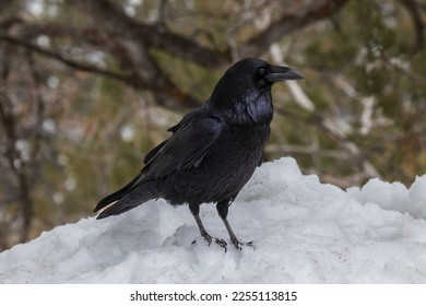 Common Raven (Genus Corvus) standing on snowbank, side view, Grand Canyon National Park. Forest in background. 
 - Shutterstock ID 2255113815