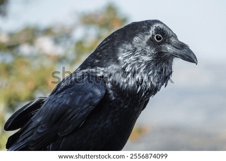 The common raven, known for its intelligence and adaptability, is a widespread bird found across North America.