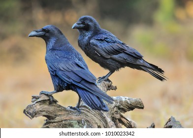 Common raven on old stump.  Corvus corax