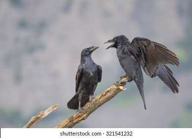 Common Raven Pair