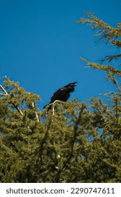 Common raven resting in forest. Also known as the western raven or northern raven when discussing the raven at the subspecies level, is a large all-black passerine bird.