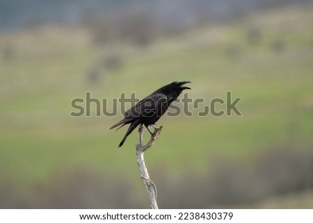 Common raven in the Rhodope mountains. The raven is cawing on the branch. Black bird in Bulgaria nature. European nature. Ornithology in Bulgaria
