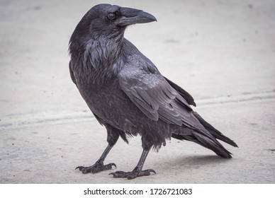 A Common Raven Searching For Food