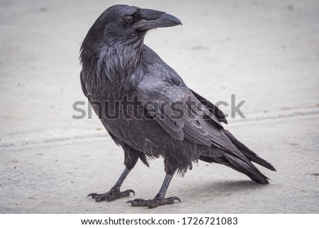 A common raven searching for food