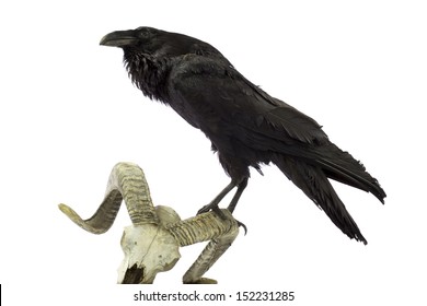 	Common Raven sitting on sheep skull isolated on white