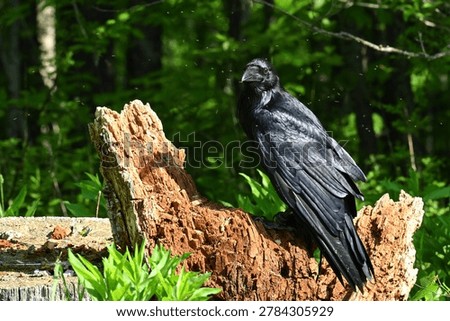 Common Raven surrounded by bugs