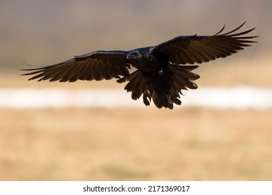 1,065 Western Raven Images, Stock Photos & Vectors 