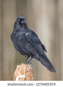 Common Raven - in winter at a wet forest