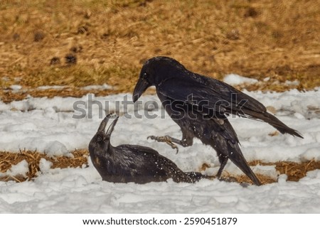 common ravens fighting, ravens playing, pair of ravens teasing, raven couple teasing