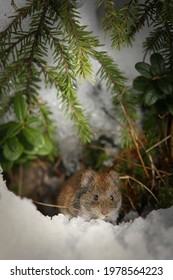 Common Red Backed Vole Has Come On Top Of The Snow.