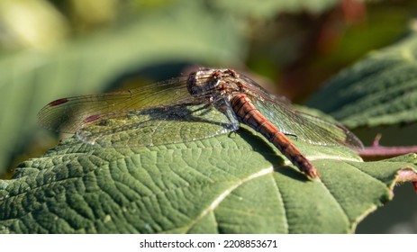 Common Red Darter. Male Dragonfly.