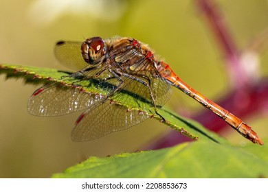 Common Red Darter. Male Dragonfly.