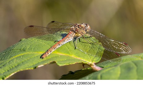 Common Red Darter. Male Dragonfly.