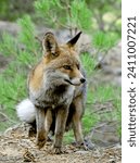 Common or red fox, in the natural park of the Sierras de Cazorla, Segura and Las Villas.