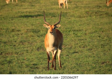 Common Red Lechwe Bull In The Open Plains Of The Mababe.