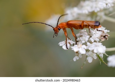 Common red soldier beetle looking at the camera