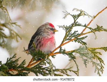 Common Redpoll bird, male, perched on a branch in the winter with snow falling.