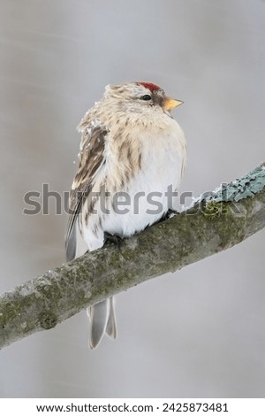 Common redpoll is colorful smallbird